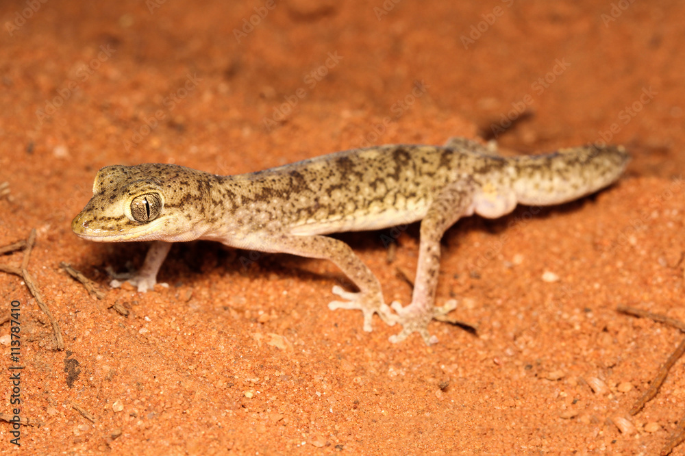 Lizard on the sand Lizard on the sand