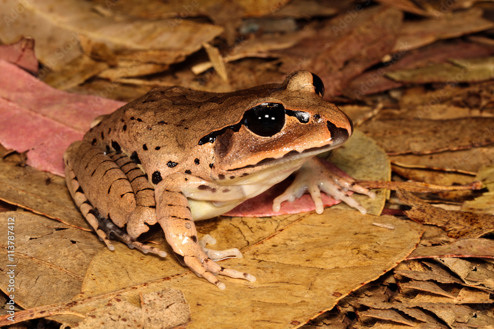 Obraz premium Brown Frog