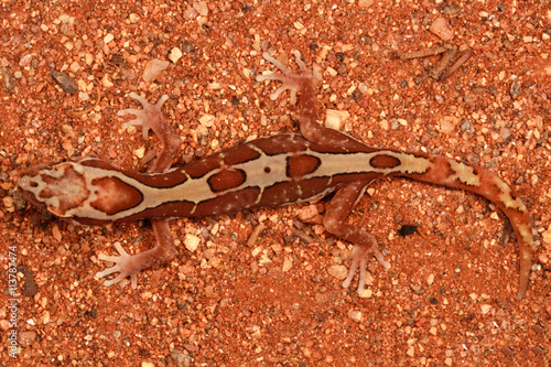 Diplodactylus steindachneri. The box-patterned gecko is a nocturnal, medium sized gecko that has a pale strip with three patches of brown along its back. photo