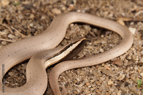 Burton's legless lizard is a species of pygopodid lizard which means that it lacks forelegs and has only rudimentary hind legs. Pygopodid lizards are also referred to as "legless lizards".