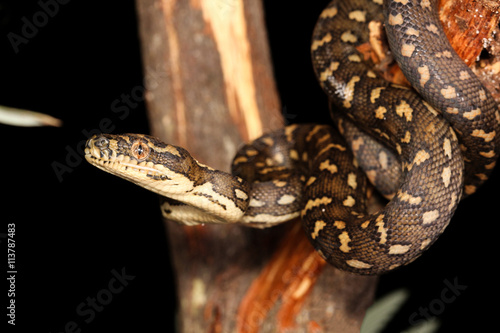 Morelia spilota, commonly referred to as carpet python and diamond pythons, is a large snake of the family Pythonidae found in Australia, New Guinea, and the northern Solomon Islands. photo