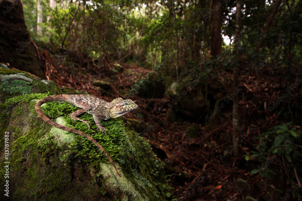 Φωτογραφία The southern angle-headed dragon or southern forest dragon is a species of agamid lizard endemic to Australia