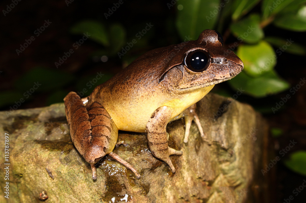 The Stuttering frog is a large species of frog that inhabits temperate and sub-tropical rainforest and wet sclerophyll forest in Australia. The Stuttering frog is a large species of frog that inhabits temperate and sub-tropical rainforest and wet sclerophyll forest in Australia.