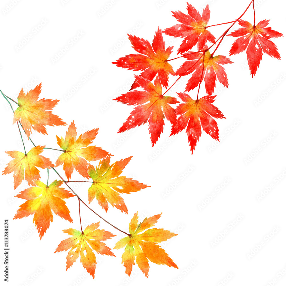 紅葉 楓 素材 Stock イラスト Adobe Stock 紅葉 楓 素材 Stock イラスト Adobe Stock