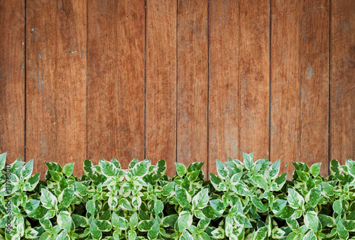 Green plants with old wooden wall background © punsayaporn