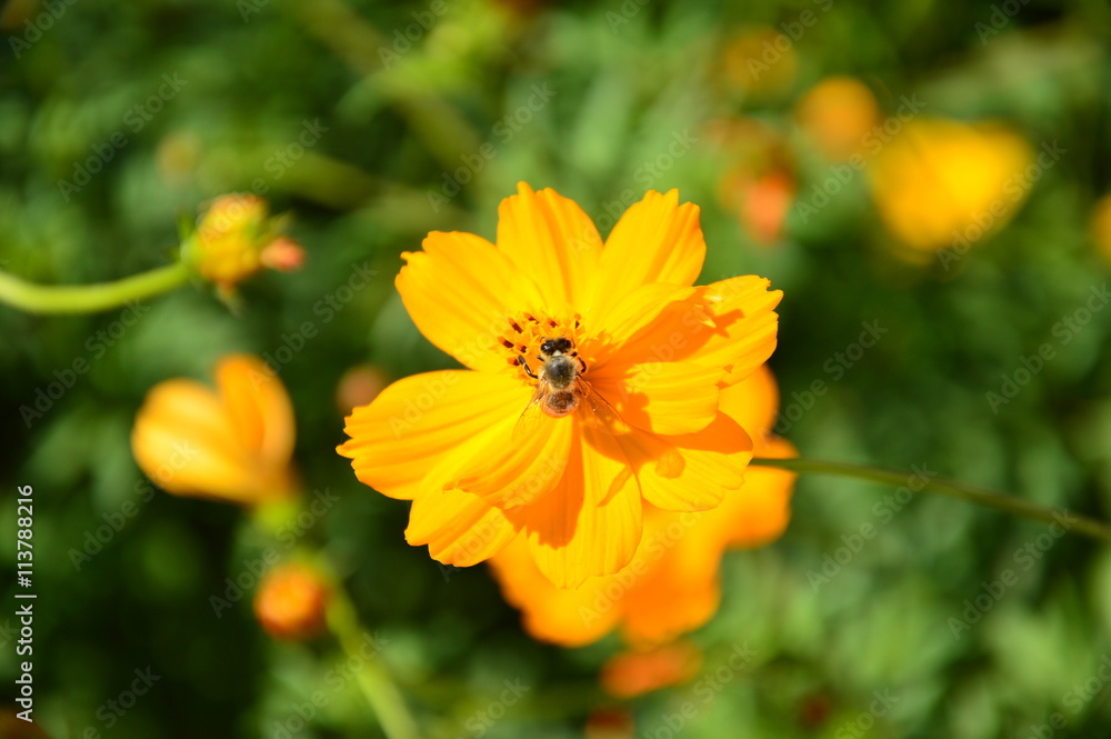 Blooming flower with bee searching honeydew Blooming flower with bee searching honeydew