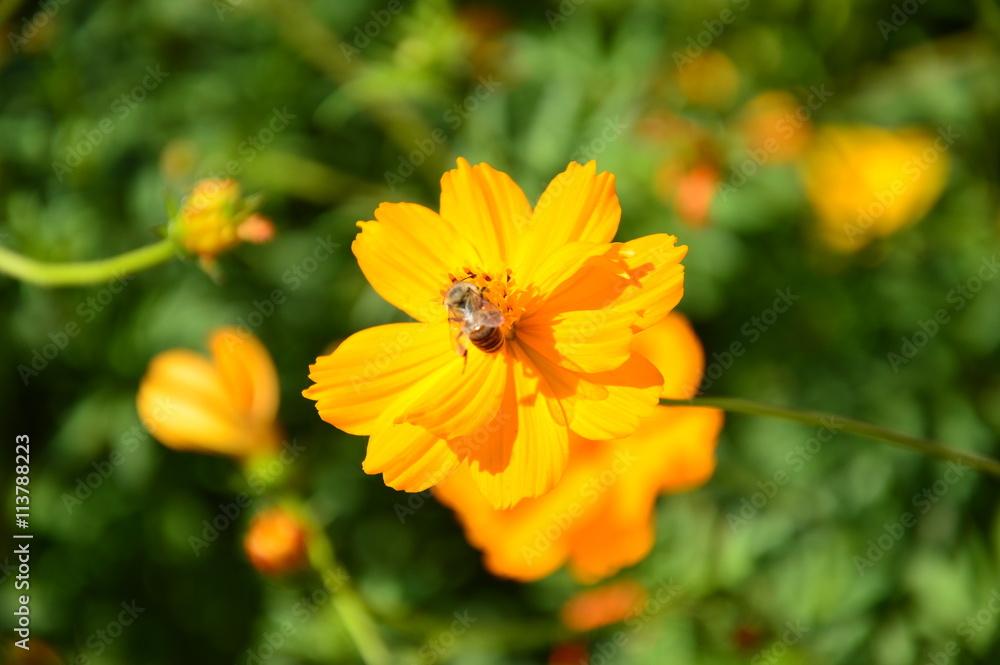Blooming flower with bee searching honeydew Blooming flower with bee searching honeydew