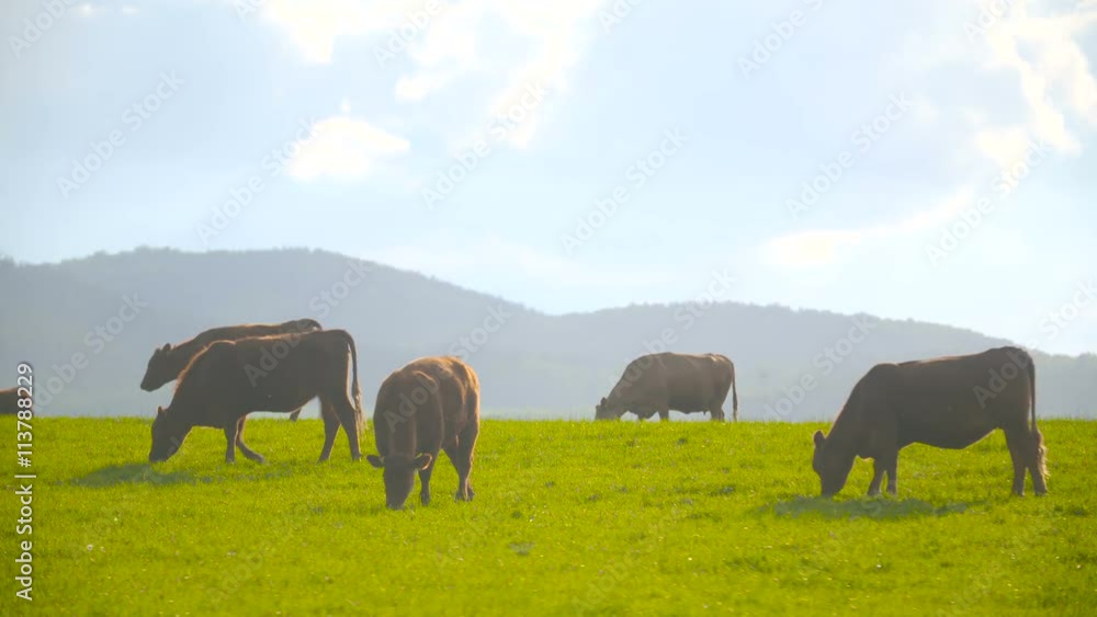 Deep red cattle cow grazing. Deep red cattle cow grazing.