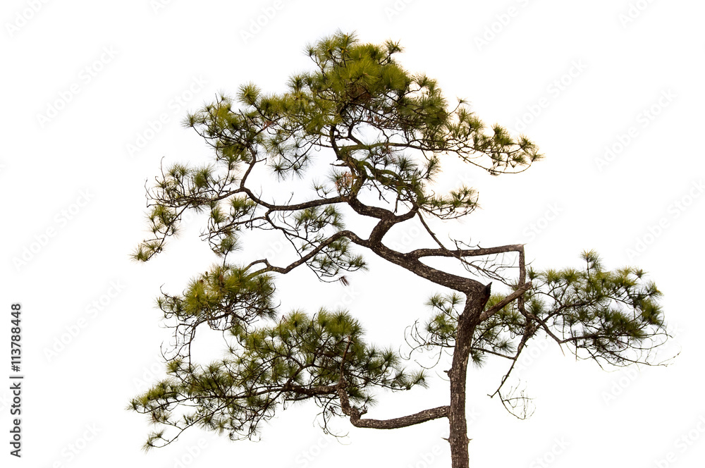 Conifer tree on white background. object tree element Conifer tree on white background. object tree element