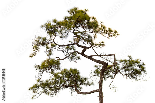 Conifer tree on white background. object tree element