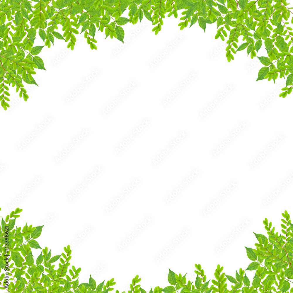 Fresh Green leaf frame isolated on white background.