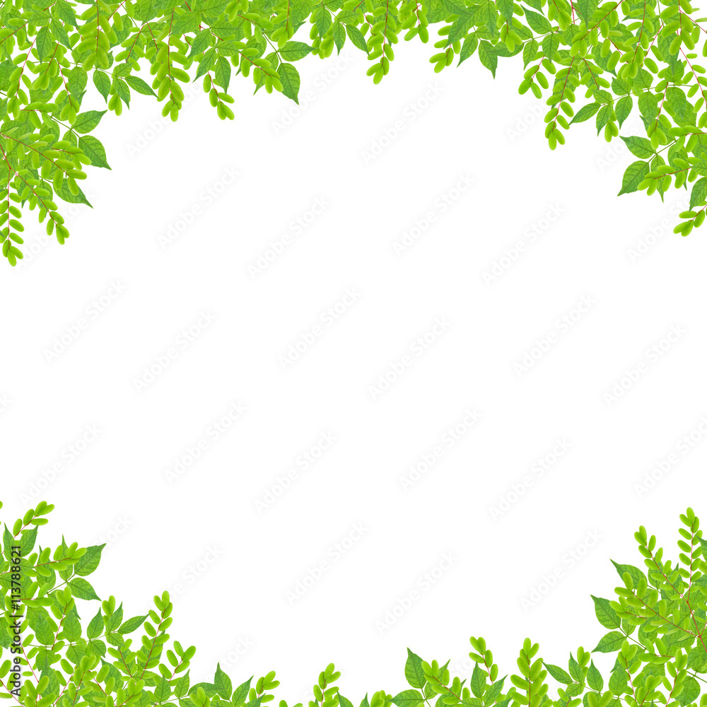 Fresh Green leaf frame isolated on white background. Fresh Green leaf frame isolated on white background.