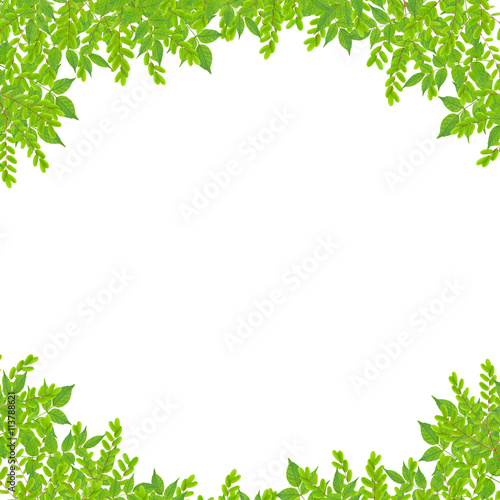 Fresh Green leaf frame isolated on white background. © panya99