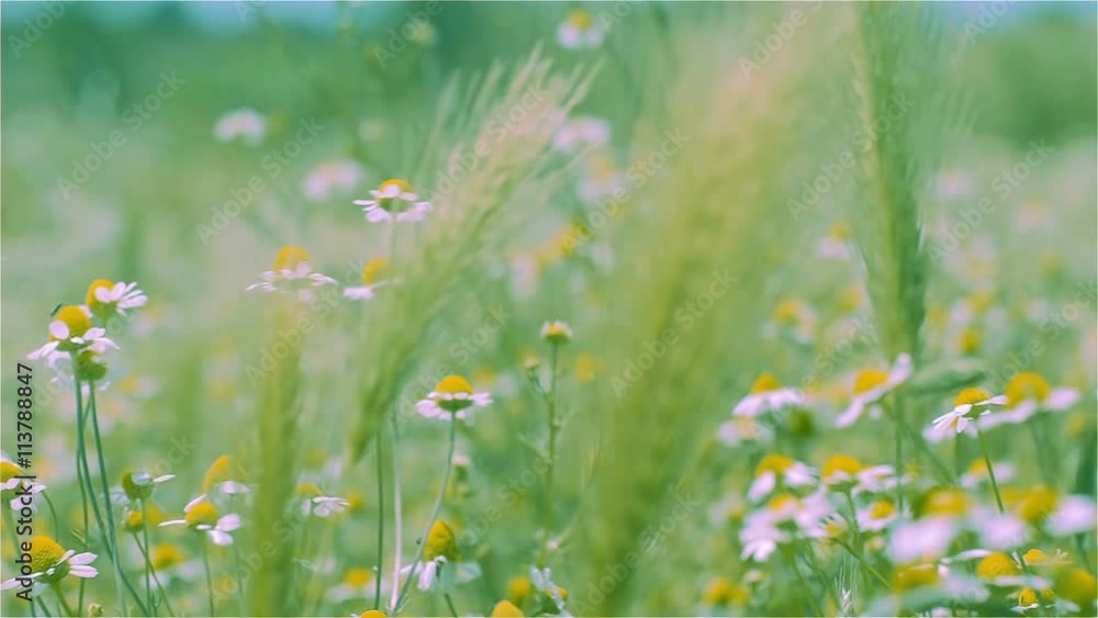 Lawns with tall grass and chamomile that swings in the spring breeze. Rack shot at close range and from a low angle. Lawns with tall grass and chamomile that swings in the spring breeze. Rack shot at close range and from a low angle.