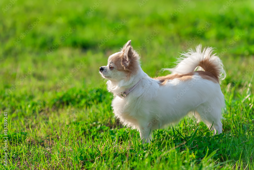 sunny  Chihuahua dog with  glamorous  pink collar on summer  nature background 
