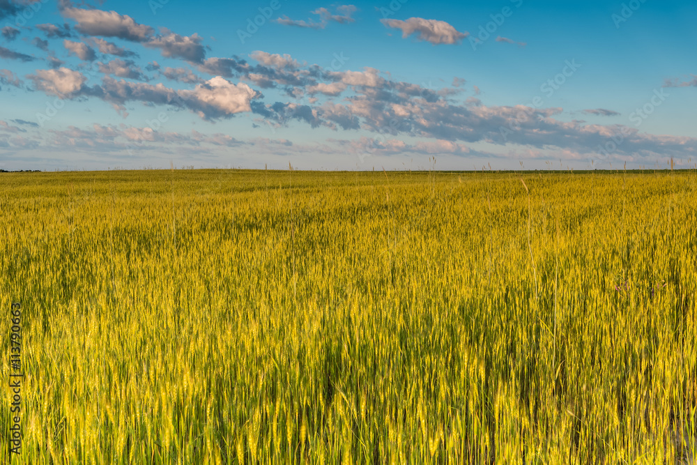 Рассвет в пшеничном поле