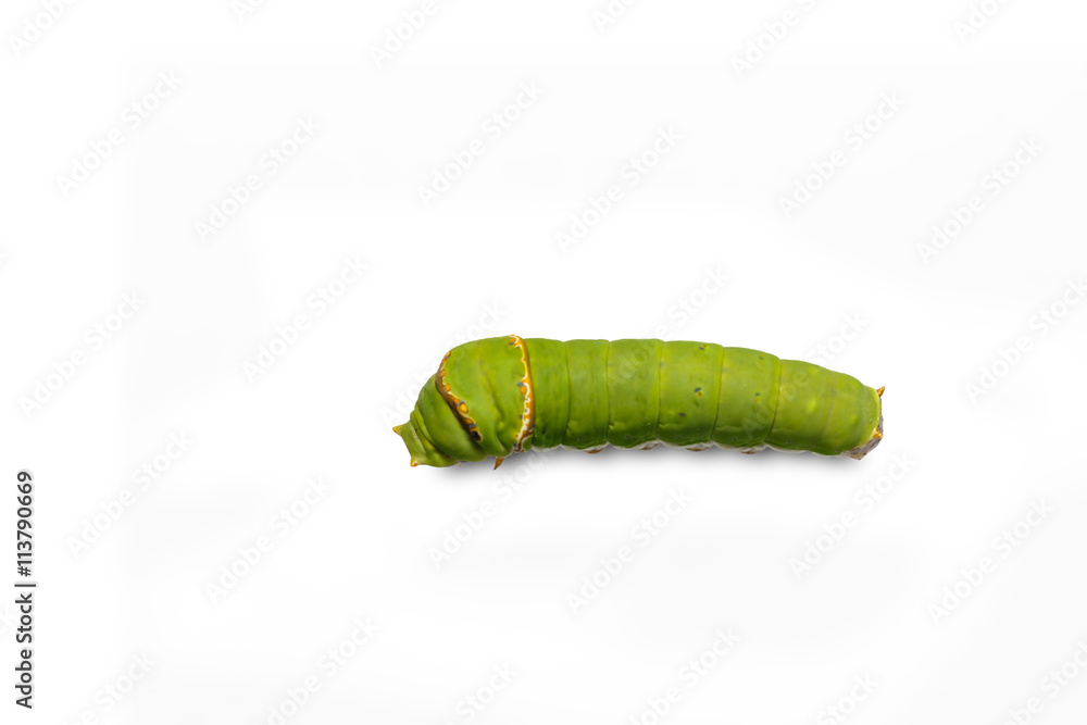 Catepillar of lime Butterfly ( papilio demoleus ) Catepillar of lime Butterfly ( papilio demoleus )