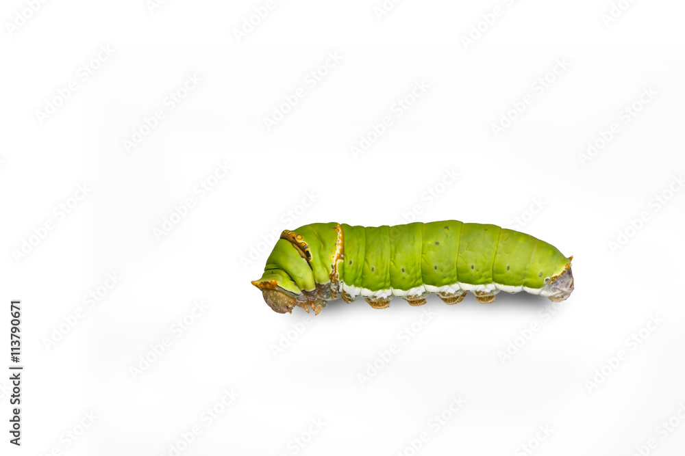 Catepillar of lime Butterfly ( papilio demoleus ) Catepillar of lime Butterfly ( papilio demoleus )