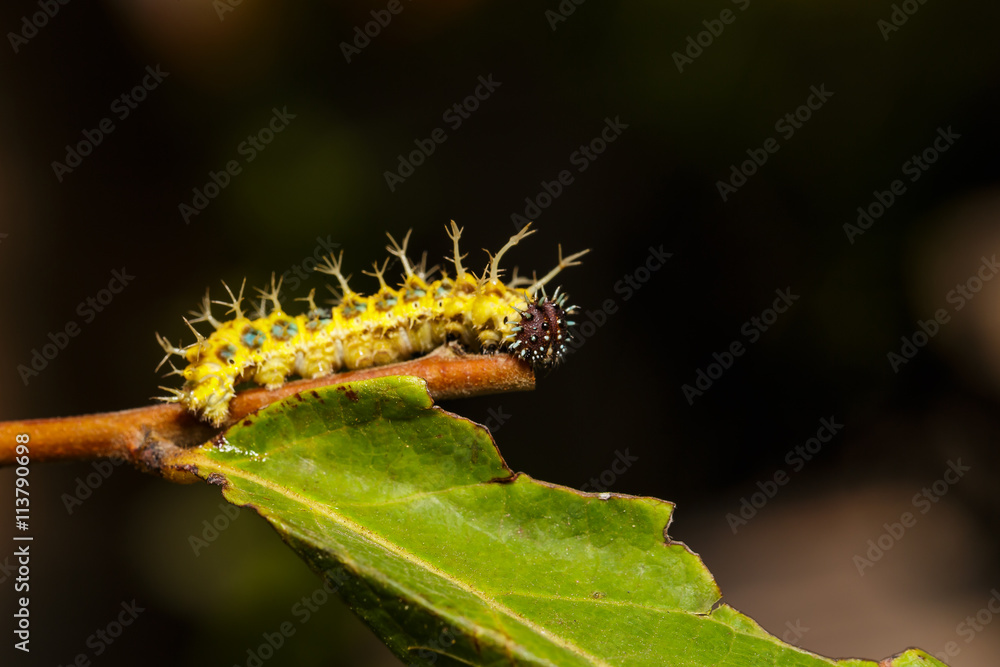 Mature caterpillar of colour segeant butterfly before transform Mature caterpillar of colour segeant butterfly before transform