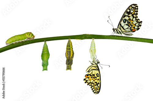 Isolated transformation of Lime Butterfly on white © mathisa