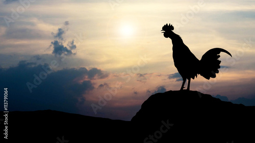 Silhouettes rooster crows in the morning