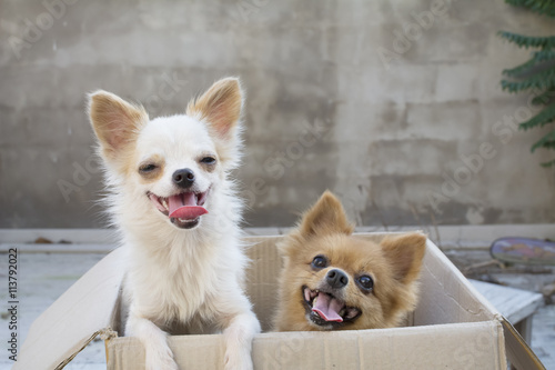 Fototapeta Naklejka Na Ścianę i Meble -  a couple of cute dogs are sitting in box