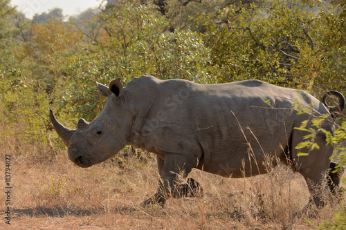 An African white rhinoceros calf storming through the bush at speed