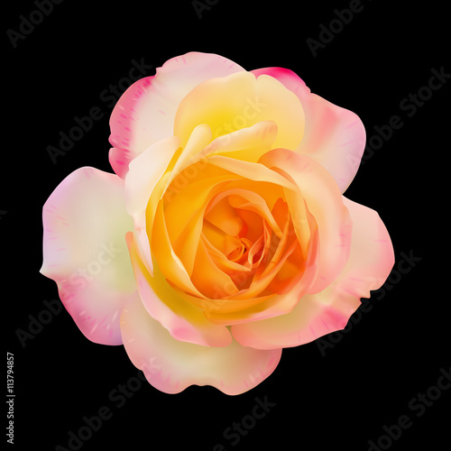 Realistic light pink mix yellow rose on black