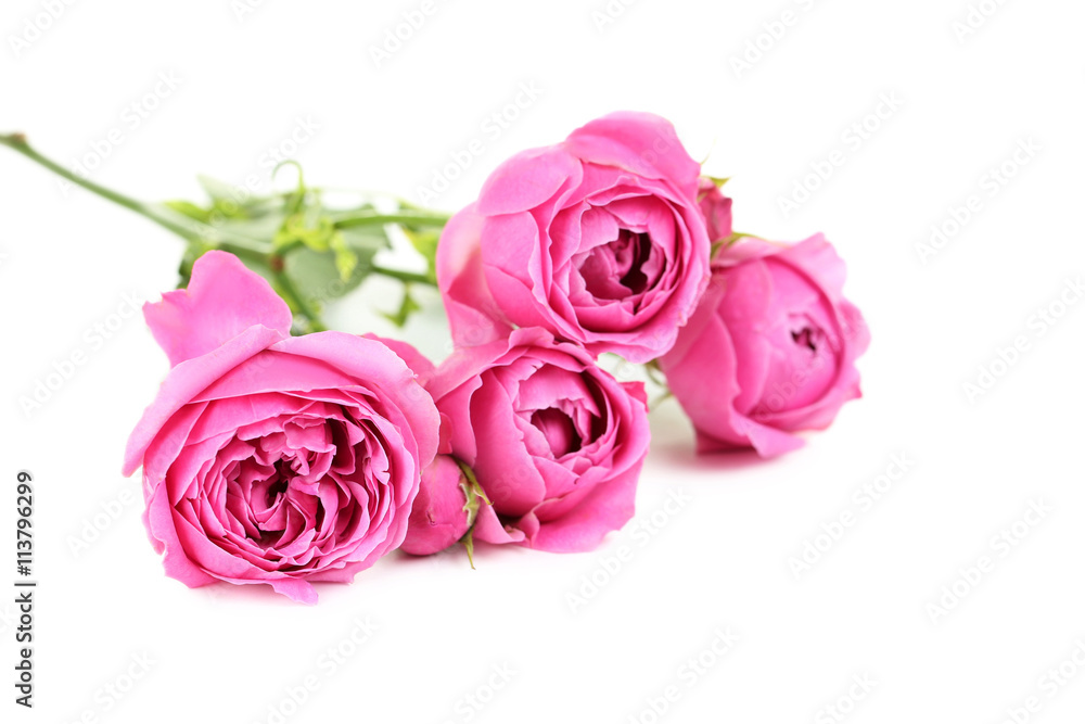 Beautiful pink roses isolated on a white Beautiful pink roses isolated on a white