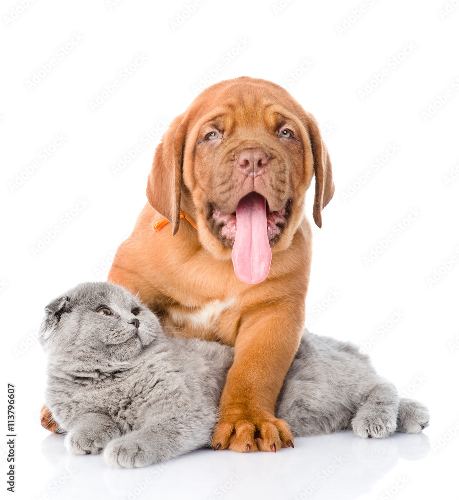 Bordeaux puppy dog with gray cat. isolated on white background