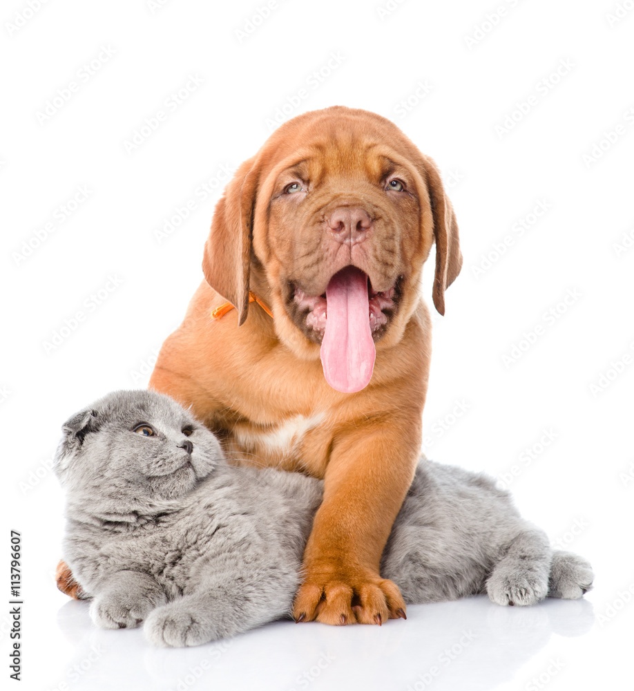 Bordeaux puppy dog with gray cat. isolated on white background Bordeaux puppy dog with gray cat. isolated on white background