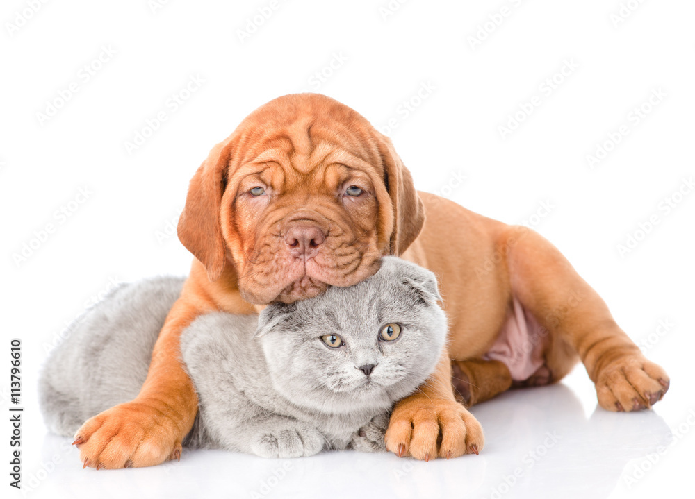 Bordeaux puppy dog embracing scottish cat. isolated on white bac Bordeaux puppy dog embracing scottish cat. isolated on white bac