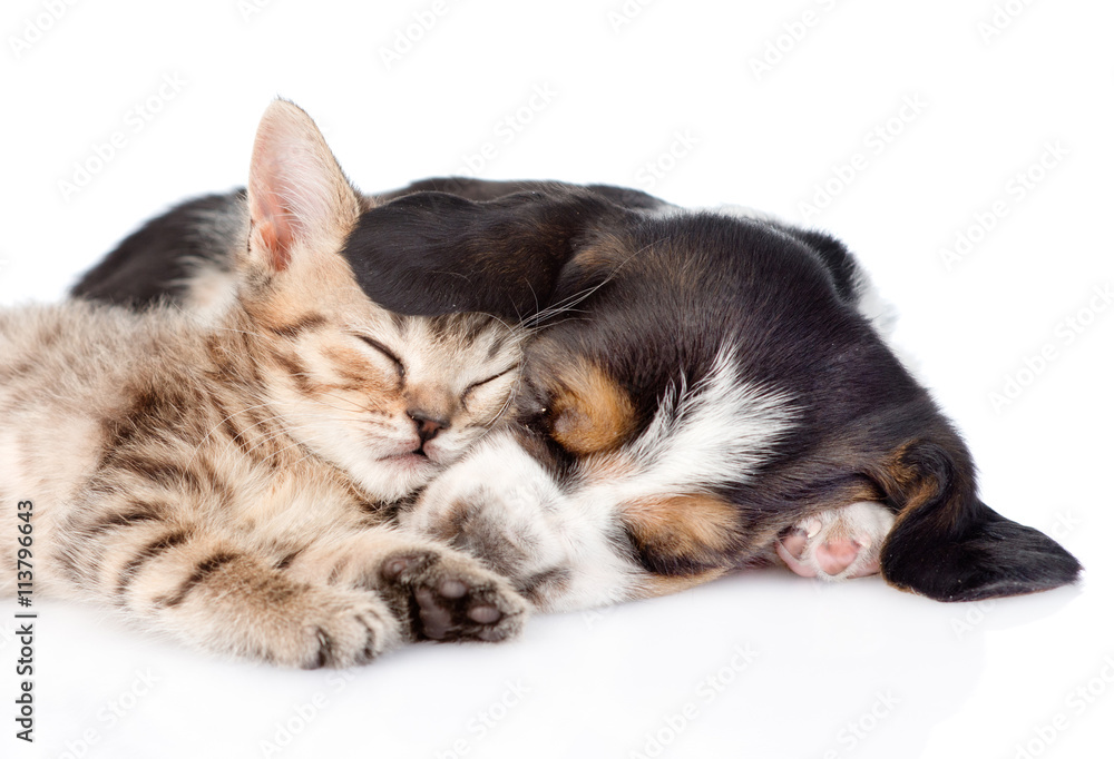 Kitten and basset hound puppy sleeping together. isolated on whi