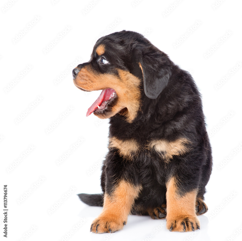 Little rottweiler puppy looking away. Isolated on white backgrou