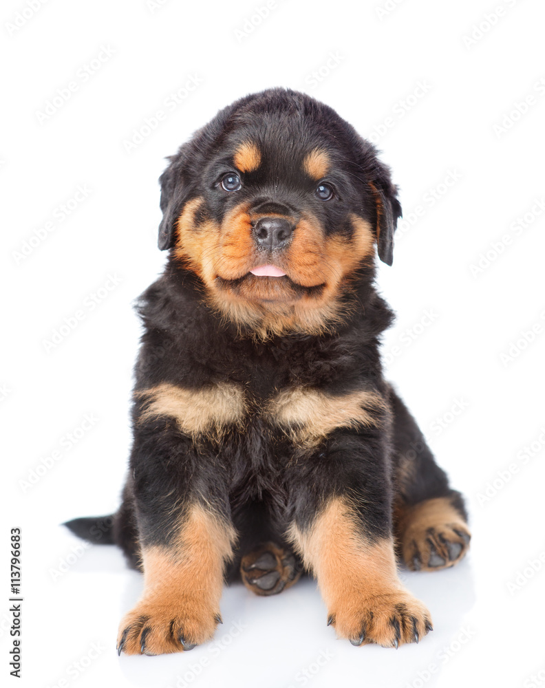 Little rottweiler puppy sitting in front view. Isolated on white