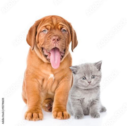 Bordeaux puppy and gray kitten sitting together. isolated on whi