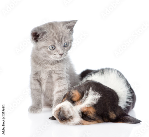 kitten looking at a sleeping basset hound puppy. isolated on whi