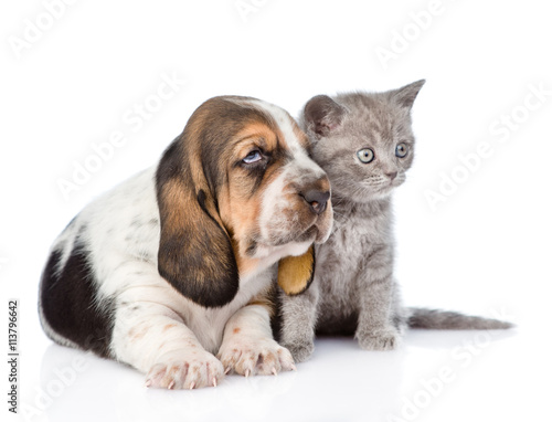 Gray kitten sitting with basset hound puppy. isolated on white b © Ermolaev Alexandr