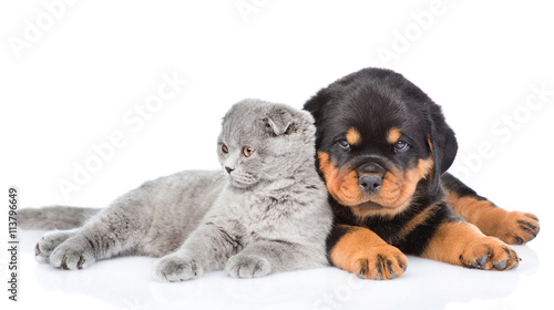 scottish kitten lying with rottweiler puppy lying. Isolated on w