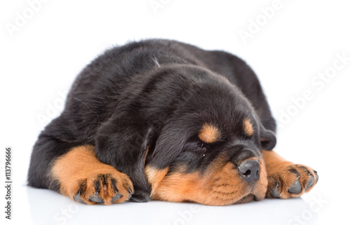 sleep rottweiler puppy. Isolated on white background