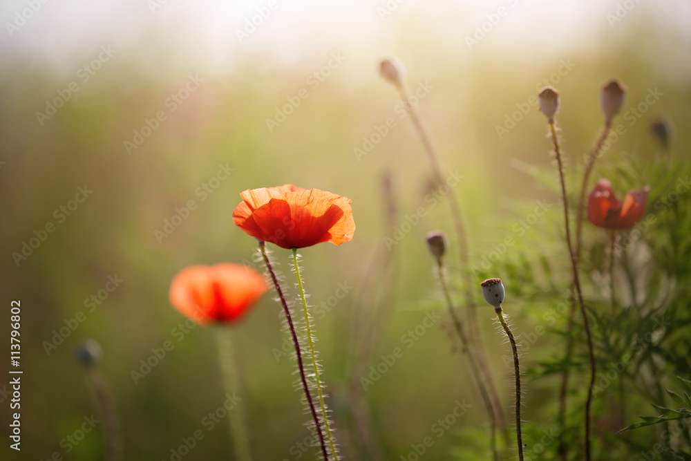 Fototapeta premium vintage poppy flower against sunlight
