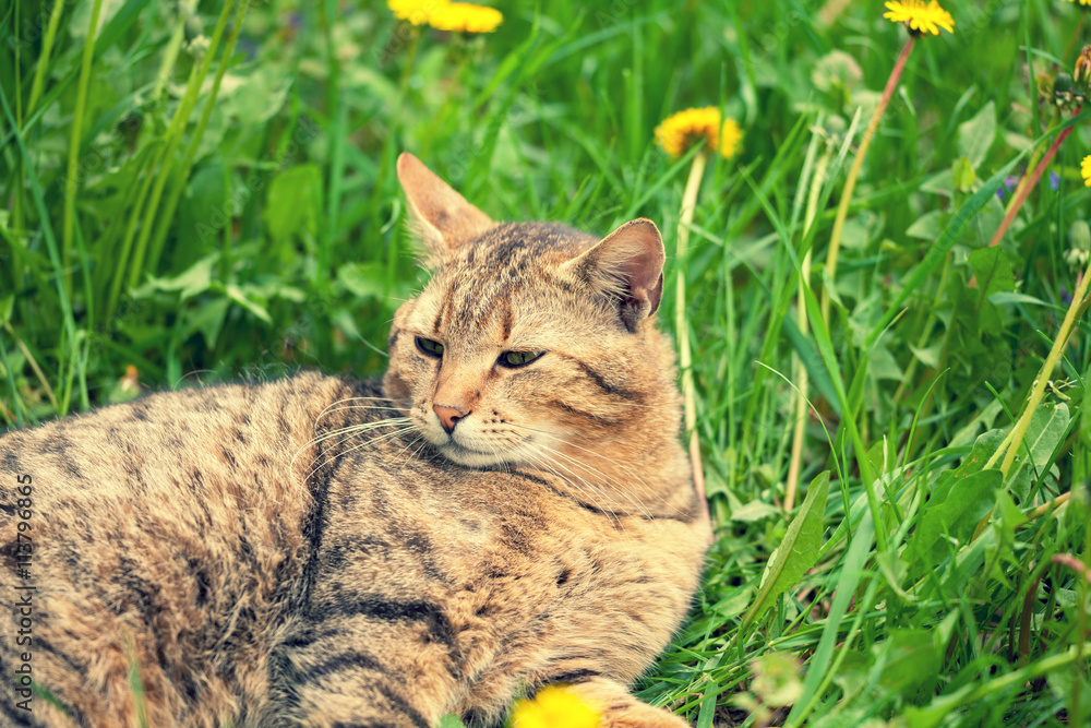 Cat enjoying the summer on the grass
