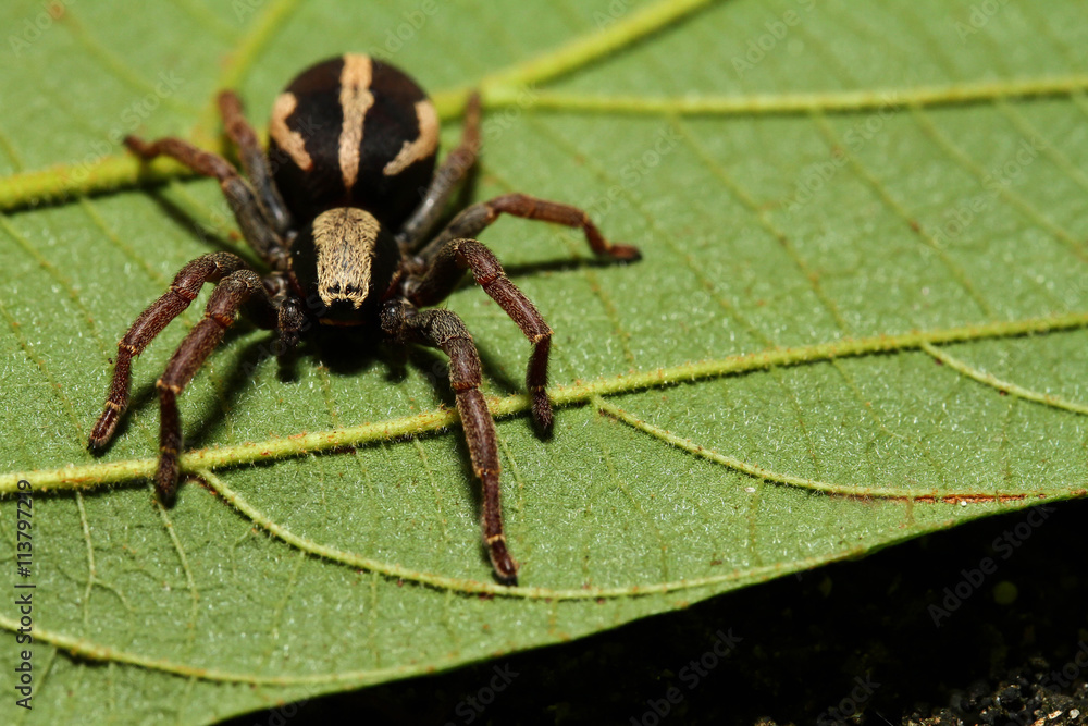 spider brown spider brown
