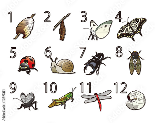 12か月の昆虫と数字