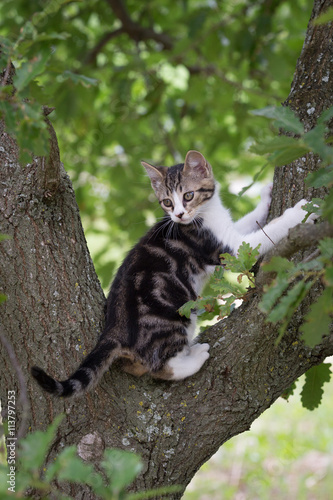 Chaton dans l'arbre