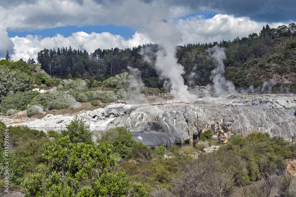 Whakarewarewa Geyser at Te Puia thermal park in geothermal valley of Rotorua, New Zealand Whakarewarewa Geyser at Te Puia thermal park in geothermal valley of Rotorua, New Zealand