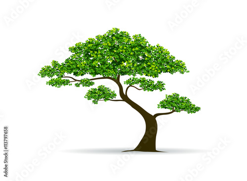 tree and leaf