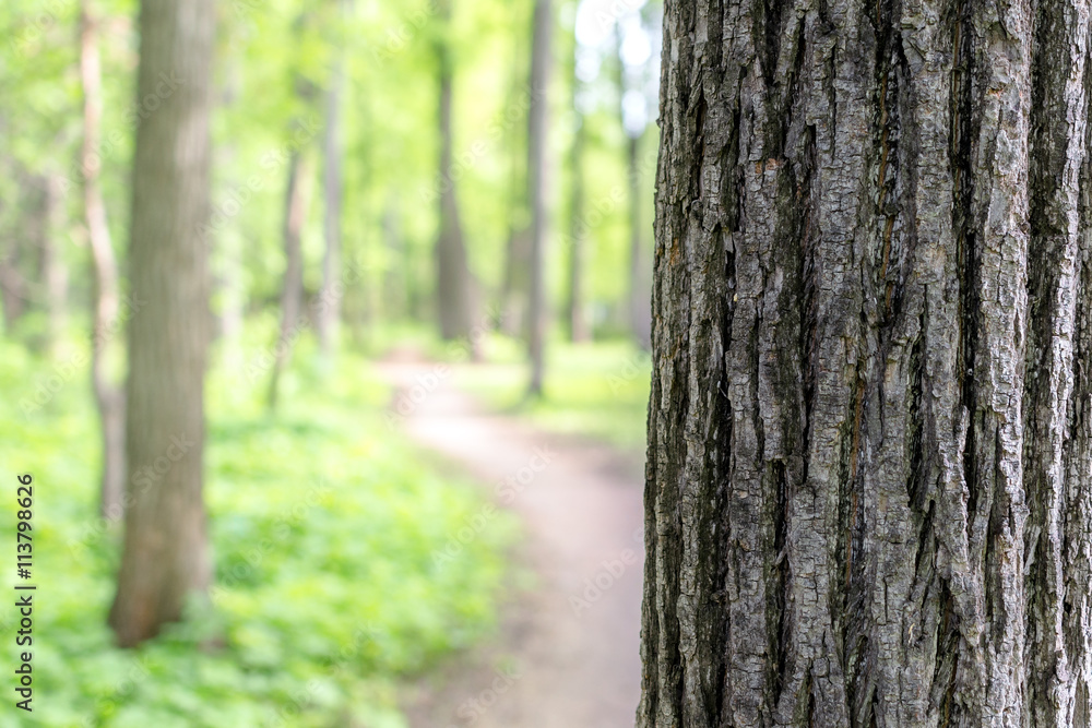 Naklejka premium Oak tree bark against the indistinct wood with a footpath