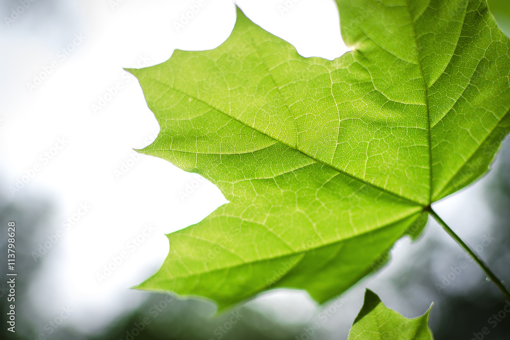 Bright green leaf of a maple close up Bright green leaf of a maple close up