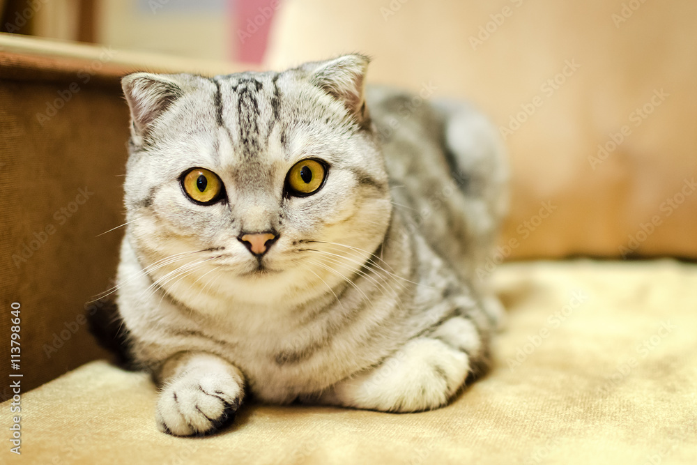Obraz premium The cat of breed of Scottish fold looks directly